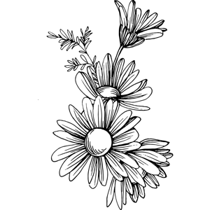Estratto di camomilla