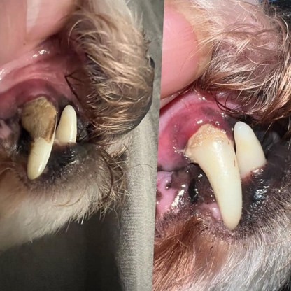 Dentapet™ - Pulitore Dentale Sonico per Cani