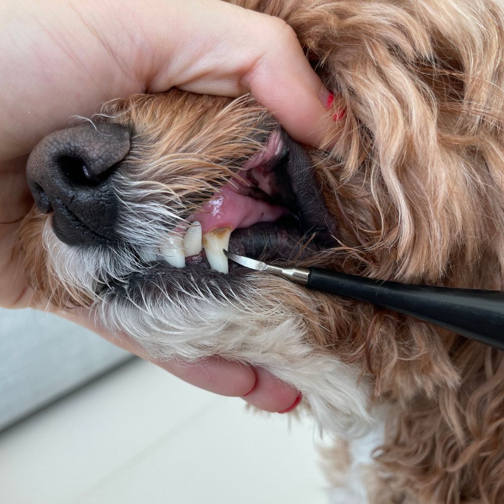 Dentapet™ - Pulitore Dentale Sonico per Cani