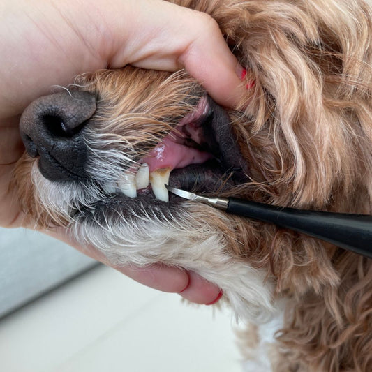 Dentapet™ - Pulitore Dentale Sonico per Cani