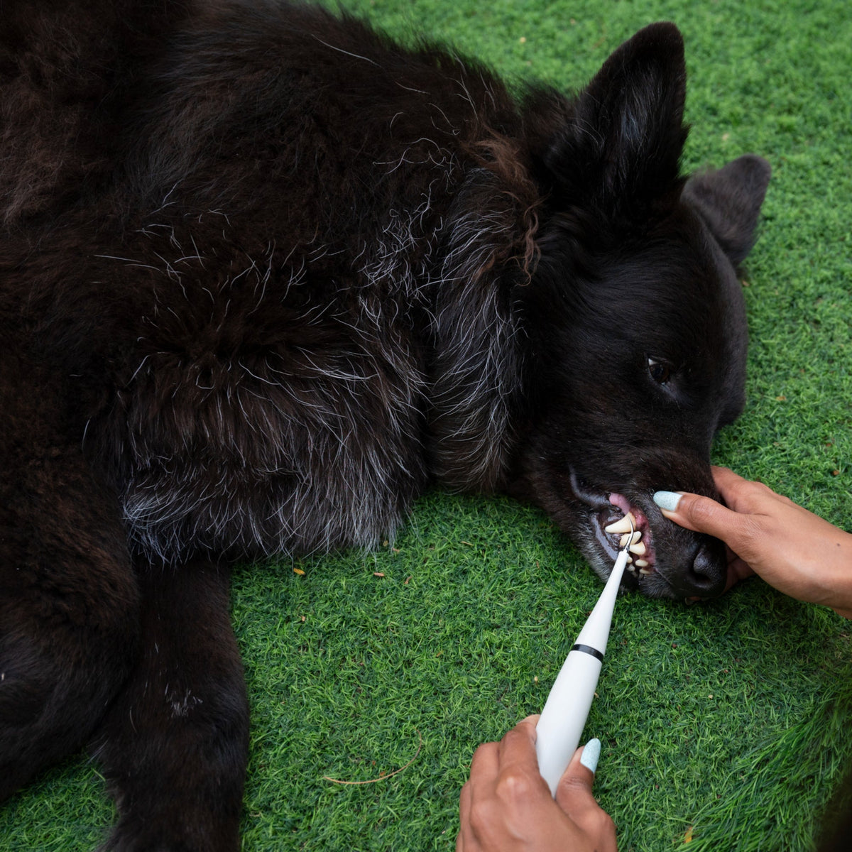 Dentapet™ - Pulitore Dentale Sonico per Cani