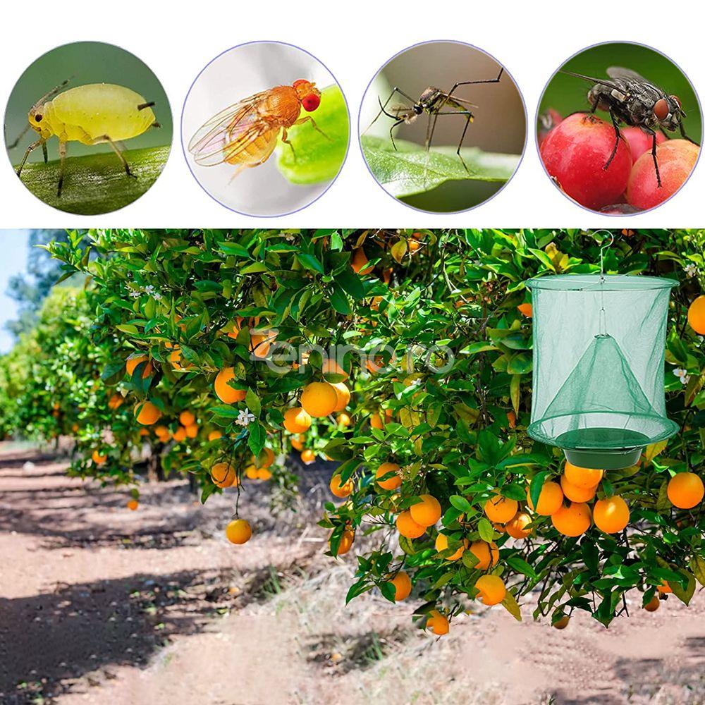 Trappola per insetti da esterno – Proteggi il tuo giardino senza sostanze chimiche